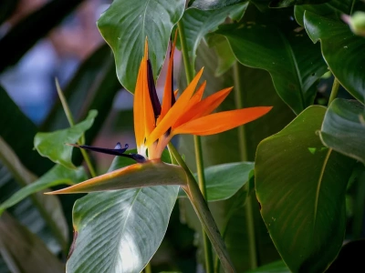 Zielone WOW w Twoim domu – rośliny, które kochają maksymalizm