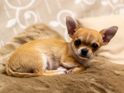 Przebadano DNA psów. Wyniki zaskoczyły nawet naukowców