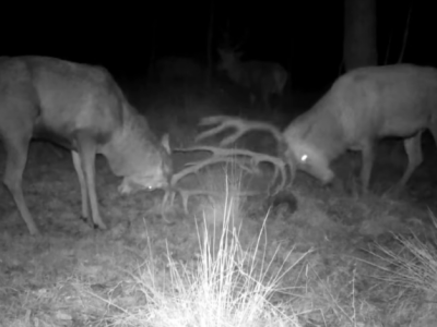 Zobaczcie pojedynek jeleni w jednym z podczęstochowskich lasów. Autorem nagrania jest Leśny Kawaler