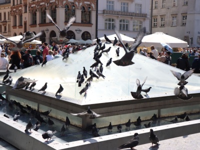 Rynek Główny czeka zmiana. Tak krakowianie wyobrażają sobie nową fontannę