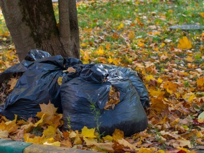 Jesienią stoi ich pełno przed blokami. To cios dla przyrody