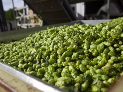 Nowe przepisy doprowadzą do likwidacji uprawy chmielu w Polsce?