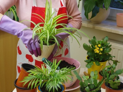 Rośliny uczą nas przetrwania. Prof. Mancuso o ich niezwykłej inteligencji