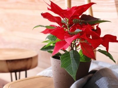 W tym miejscu nigdy nie kładź gwiazdy betlejemskiej. Już jej nie odratujesz