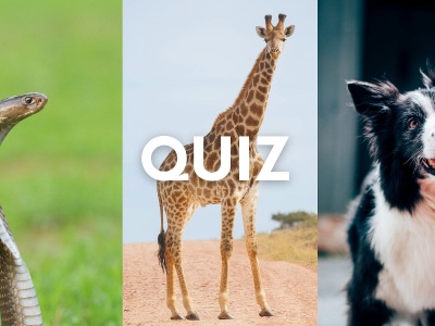 Rozpoznasz wszystkie zwierzęta na zdjęciach? Tylko co 3. zdobywa 10/10!