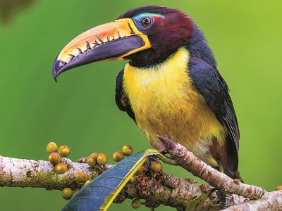 Pożeracz piskląt. Ten piękny tukan potrafi być bezlitosny