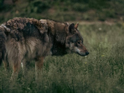 Wilków ma nie przybywać, ale strzelać też nie wolno. Paradoks europejski.