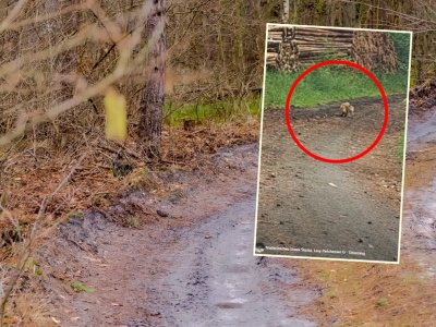 Leśnicy pokazali niezwykłe nagranie. 