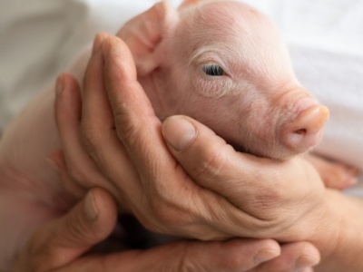 Nowe laboratoria w Instytucie Weterynaryjnym w Puławach. To inwestycja z KPO