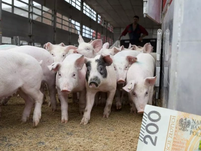 Ceny świń runęły nawet o 40 gr. Jakie są stawki za tucznika w Polsce?