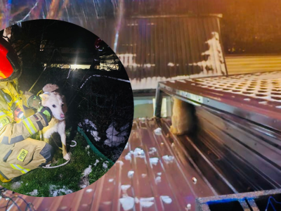 Pies na dachu. Niecodzienna interwencja JRG Łomża