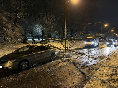 Niebezpieczne zdarzenie przy ul. Krygowskiego. Na samochód spadło drzewo