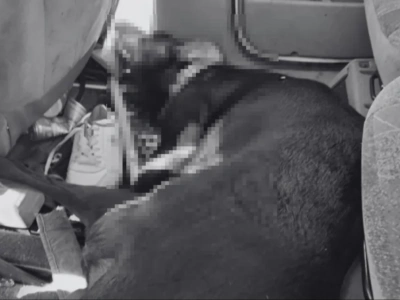 Zostawił psa w rozgrzanym jak piekarnik samochodzie. Bezwzględne więzienie dla sprawcy