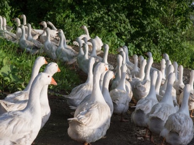 Grypa ptaków uderza ponownie. 4 300 gęsi do likwidacji