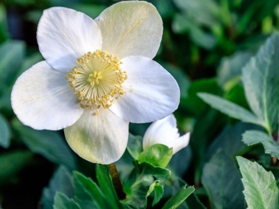 Zapomnij o grudniku, ta roślina jest jeszcze piękniejsza. Kwitnie przez całą zimę