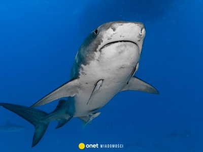 Atak rekina na australijskiej plaży. Zginęła 20-letnia kobieta