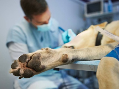 Zamarli, gdy weszli do mieszkania. Pies był o krok od śmierci