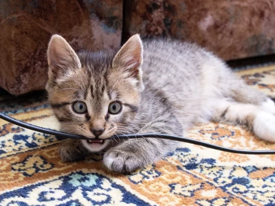 Te urządzenia odłączaj od prądu – weterynarze ostrzegają: „śmiertelne niebezpieczeństwo”