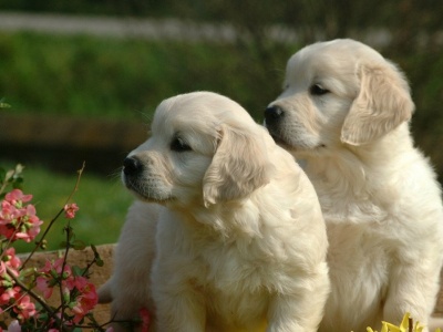 Naukowcy przecierali oczy. Geny tej rasy psów działają podobnie jak u ludzi