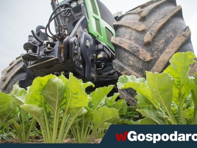 Niemcy płacą za… nieuprawianie buraków