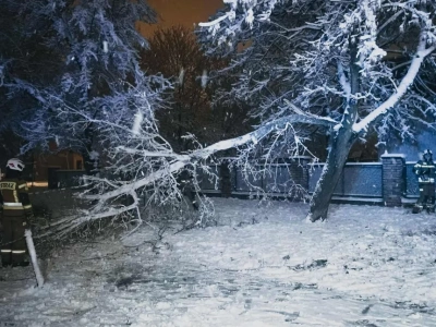 Masowe awarie prądu, połamane drzewa, ranna kobieta. Zima w natarciu