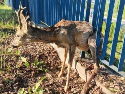 Ośrodek Rehabilitacji Dzikich Zwierząt nabiera kształtów. Gotowość do 2029 roku