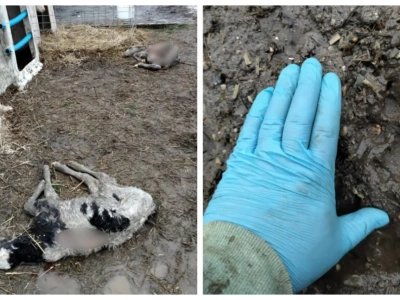 Kolejny atak wilków w powiecie wysokomazowieckim. Straty w gospodarstwie w Sikorach-Pawłowiętach