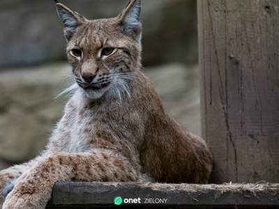 Myśliwy zabił samicę rysia. Śledczy mówią o szkodach na 105 tys. zł