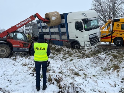 Chciał ratować, sam utknął. Ciężarówka z trzodą wpadła do rowu