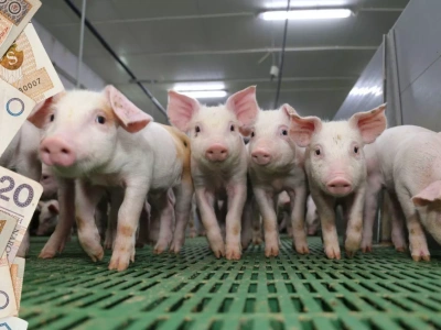 Ceny prosiąt runęły. Obniżki o nawet 40 zł/szt.