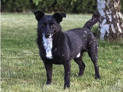 Ucieczki adoptowanych psów. Można temu zaradzić