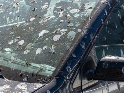 Odchody ptaków na aucie mogą uszkodzić lakier. Jak je bezpiecznie usunąć?