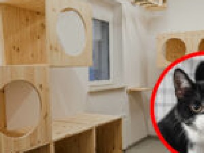 Nowa kociarnia w Zielonej Górze gotowa! Aż 90 kotów zamieszka w nowym obiekcie (ZDJĘCIA)