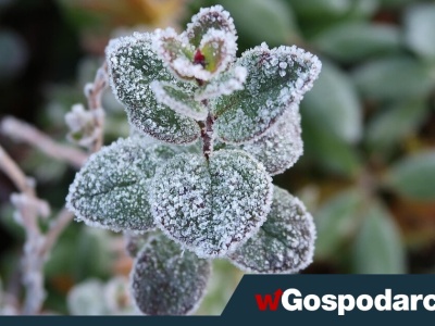 Czas na wniosek o wsparcie „mrozowe”