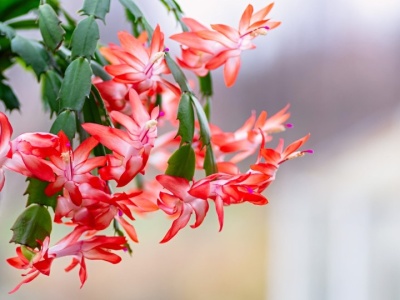 To przez to grudnik nie kwitnie. Kwiaciarka zdradza najczęstsze błędy