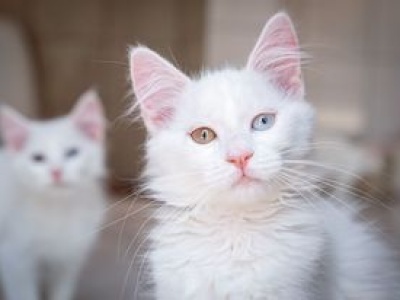 Prawdziwe pochodzenie kota. Analizy dają odpowiedź