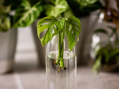 Te rośliny rosną jak szalone! Efekt w mieszkaniu zobaczysz szybciej, niż myślisz