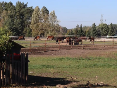 Zboża, konie i catering. Rolnicy z Wielkopolski pokazują, że ekologia się opłaca