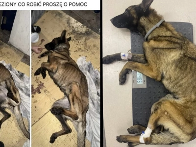Kto wyrzucił konającego psa na śmietnik? Legnico, pomóż!
