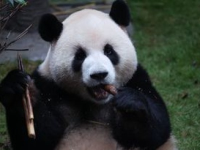 Wegetarianki z wyboru. Ich układ trawienny lepiej trawi mięso