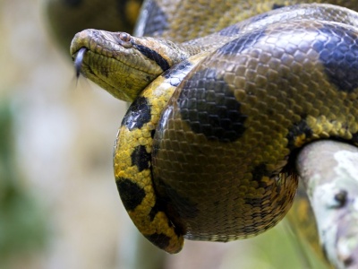 Są największe na Ziemi. Coraz częściej pełzają do miast. Co się dzieje?