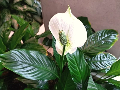 Wystarczy łyżeczka białego proszku, by skrzydłokwiat znów zakwitł – to działa od pierwszego użycia