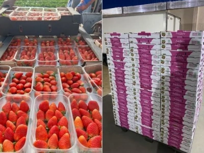 Deserowe truskawki z Egiptu wyraźnie tańsze niż przed rokiem. Ilości duże.