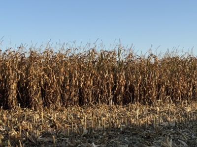 Po ile nasiona kukurydzy na kolejny sezon?