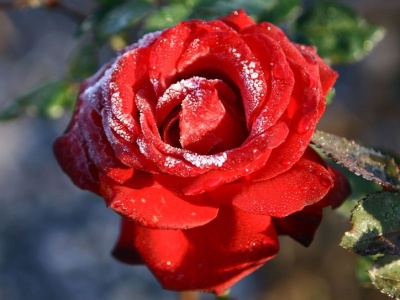 Babcia brała z garażu i zakopywała pod różami. Wiosną miała morze kwiatów