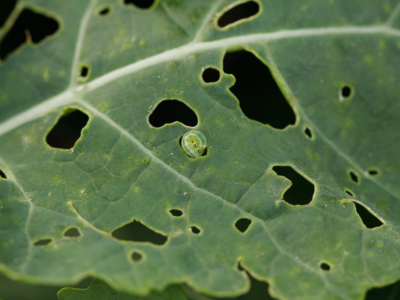 Gnatarz w poplonie z gorczycy. Stanowi zagrożenie dla uprawy rzepaku?