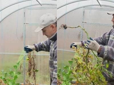 Zima zniszczy twoją szklarnię? Sprawdź, co musisz zrobić po jesieni