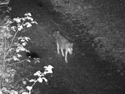 „Nocny łowca” w oku kamery. Wilki uchwycone przez fotopułapki Nadleśnictwa Świdnica