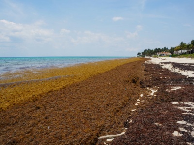 Glony rujnują ich reputację. Turyści porzucili rajski kurort. W powietrzu czuć zgniłe jaja