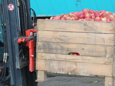 Po ile skup jabłek na przemysł (29.11.2025)? Najnowsze stawki i zapowiedzi